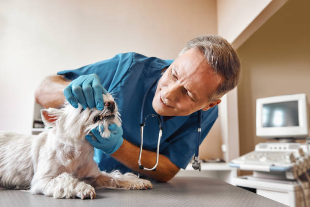 Best Walk-In Emergency Dental Services in Shawnee Hills, OH